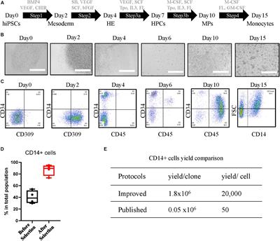 High-Yield Human Induced Pluripotent Stem Cell-Derived Monocytes and Macrophages Are Functionally Comparable With Primary Cells